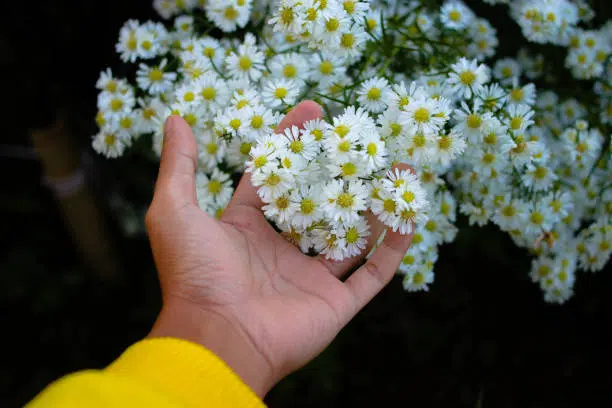 florist jakarta