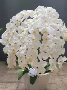 7 Orchid Gift Hamper for Any Occasion 1 Blooming Orchid 1 300x400.jpg