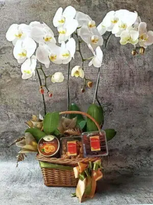 7 Orchid Gift Hamper for Any Occasion
