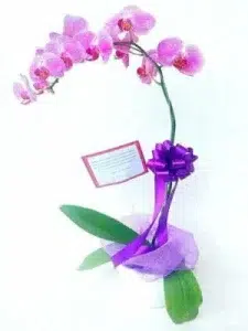 7 Orchid Gift Hamper for Any Occasion 7 7 Orchid Gift Hamper for Any Occasion