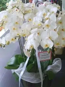 Orchids as a Gift: 7 Meaningful Ideas 1 Blooming Orchid