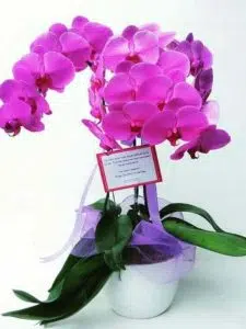 Orchids as a Gift: 7 Meaningful Ideas 3 orchids as a gift