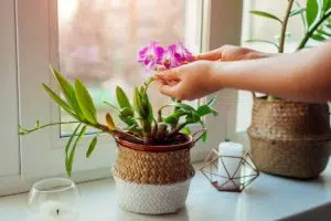 Orchids as a Gift: 7 Meaningful Ideas 7 Dendrobium
