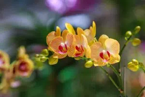 Orchids as a Gift: 7 Meaningful Ideas 6 Yellow Orchids