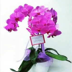Orchid-Category
