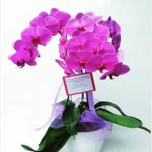 kebayoran florist jakarta