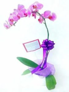 Orchids as a Gift: 7 Meaningful Ideas 2 Orchids as a Gift