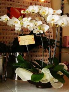 Apology Flowers to Say Sorry in a Meaningful Way